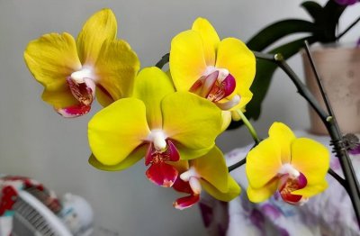 蝴蝶兰叶子变软变蔫了怎么办 叶子皱软的原因和处理方法