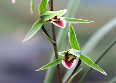 兰花象征着什么意义和人生追求 代表什么精神与人生感悟