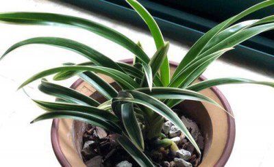 兰花茎腐病和软腐病的治疗方法 用什么特效药防治好