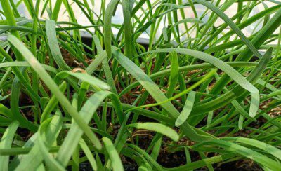 韭菜黄叶是什么原因引起的 韭菜枯萎黄叶防治措施