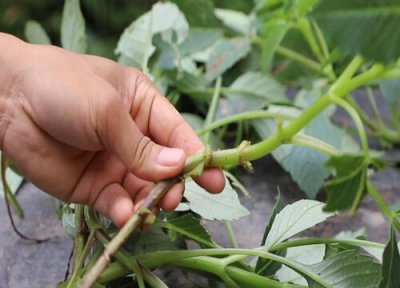 大丽花扦插繁殖 大丽花可以扦插繁殖吗