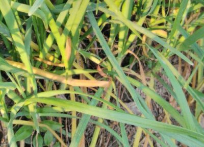 韭菜种植中常见病害 韭菜病虫害防治技术与方法措施