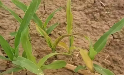 解药害用芸苔素快还是碧护快 芸苔素怎么喷解药害起效果