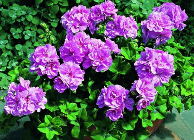 天竺葵怎么养才能更旺盛越来越高 小苗养护长得快点