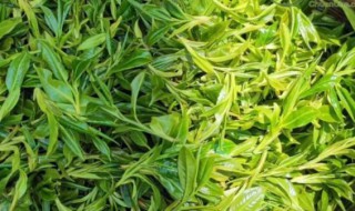 金寨野茶是什么茶 金寨野茶是哪种茶
