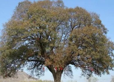 楷木是什么树 属于什么木材