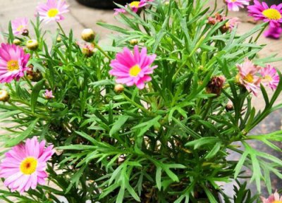 玛格丽特王妃花期 玛格丽特王妃花期是什么时候