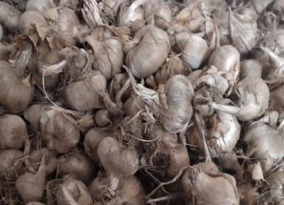 藏红花种子 藏红花有种子吗