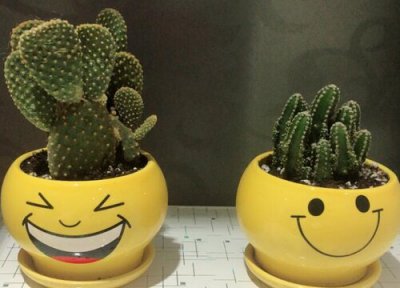 仙人掌耐寒最低温度是多少 仙人掌冬天放外面会冻死吗