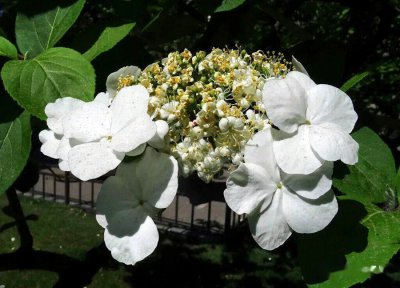 琼花和木绣球的区别图片 琼花和木绣球一样吗