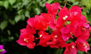 三角梅在什么季节修剪 三角梅修剪季节