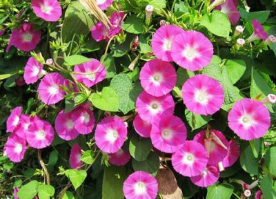 象征代表虚幻的花 什么花的花语是虚幻与幻想