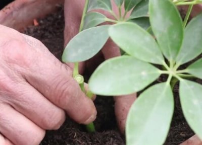 鸭掌木叶子扦插长出根 鸭掌木如何扦插一盆变成十几盆