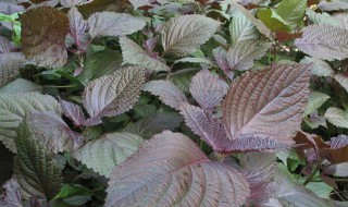 苏子有什么功效与作用 苏子的功效与作用及禁忌