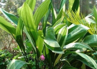 一叶兰耐寒 一叶兰怎么过冬天