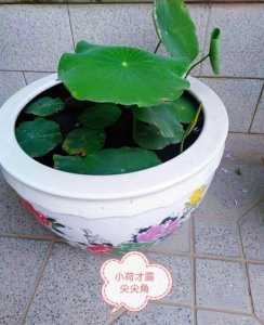 盆栽荷花的栽培方法 家养荷花怎么种植的方法与步骤