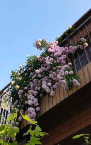 藤本蓝色阴雨月季的优缺点 阳台养蓝色阴雨一年四季开花