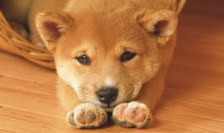 周公解梦梦见狗咬自己 周公解梦梦见狗咬自己有什么含义