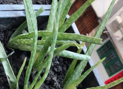 芦荟怎么养护开花 有哪些妙招