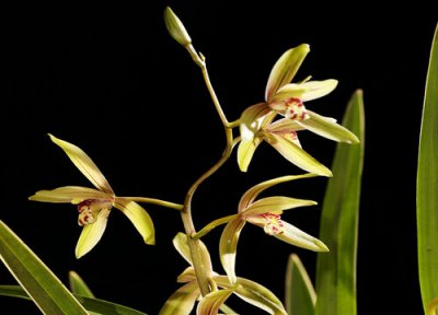 兰花什么品种好养又好看又香 兰花品种排名