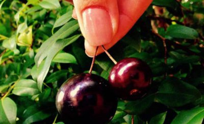 嘉宝果树施什么肥料最好 日常的施肥管理利于嘉宝果生长