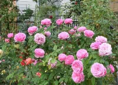 微型月季的养殖方法 微型月季的养殖方法和注意事项