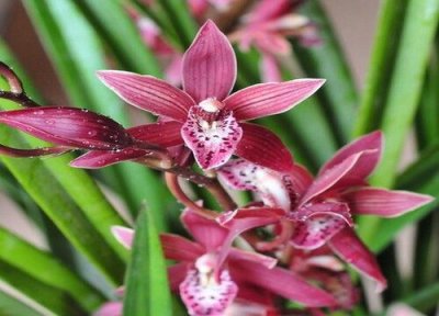 兰花叶尖焦枯什么原因 兰花叶片焦尖是什么原因导致的