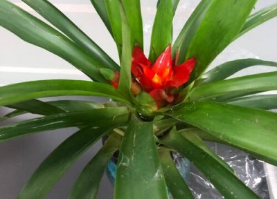 凤梨花花期时间 凤梨花花期是什么时候