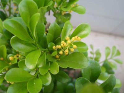 米兰扦插简单方法 米兰扦插生根最快方法