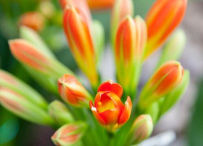 君子兰开花后如何养护 君子兰的养护方法开花爆盆在也不是事