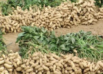 花生的种类名称及图片 常见的花生品种有几种