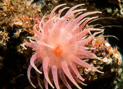 海葵是植物吗 属于动物还是植物