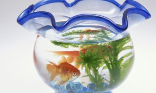 客厅阳台适合摆放鱼缸吗 客厅阳台可以摆放鱼缸吗