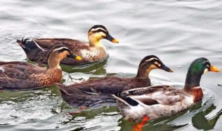 水鸭母适合怎么吃 水鸭母适合如何吃