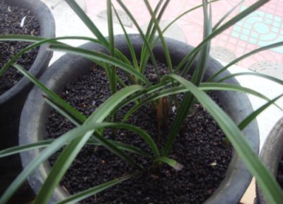 花盆里的土太湿太黏怎么解决 盆栽的土一直是湿的怎么办