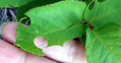 被叶蜂咬过的月季枝干怎么办 月季茎蜂叮过枝条要剪掉吗