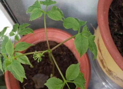 人参播种适合时间 人参什么时候播种好