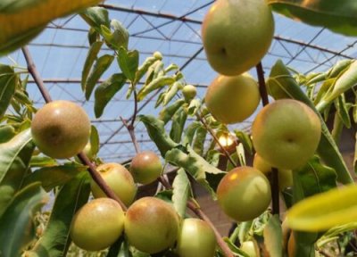 种植冬枣树简介 冬枣树几年结果实