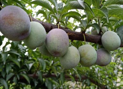 五月脆李成熟时间 五月脆李什么时候成熟