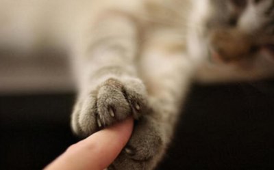 哪种猫比较温顺好养 适合家里养的猫咪首选这7种品种