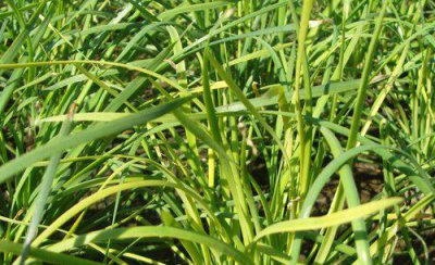 韭菜倒伏是什么原因 露地养根的韭菜怎样防止倒伏
