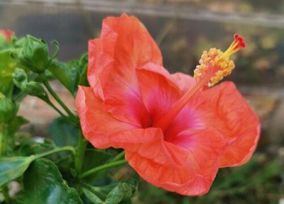 盆栽扶桑花怎样过冬 如何养护扶桑花能四季开花不断