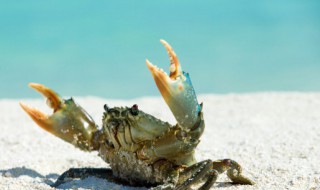 蟹怎么保鲜 买来的螃蟹如何保存