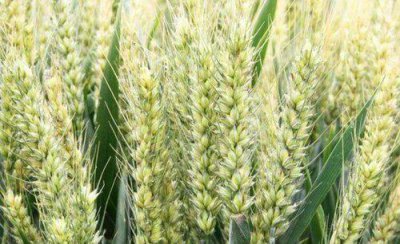 如何防治小麦赤霉病的穗腐 小麦赤霉病处理时间与方法