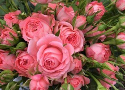 粉多头月季是藤本还是灌木 粉多头月季属于藤本还是灌木