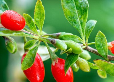 枸杞什么季节成熟 成熟时间在几月份