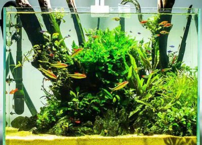 草缸用什么过滤好 家庭鱼缸用什么过滤器效果最好