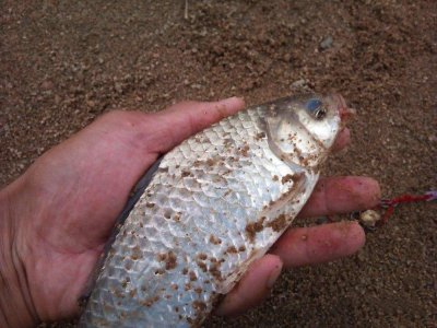 鲫鱼喜欢吃什么食物 野生鲫鱼爱吃这些种类食物