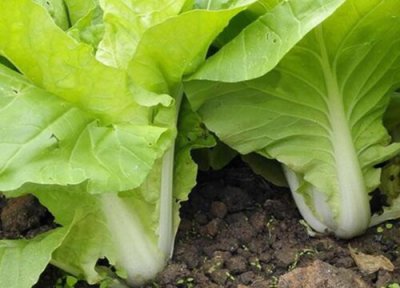 阳台盆栽蔬菜种什么好 阳台花盆适合种什么蔬菜