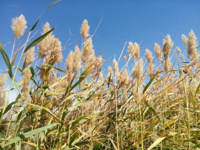 荻花和芦苇花的区别图片 和芦苇花相似的花叫什么